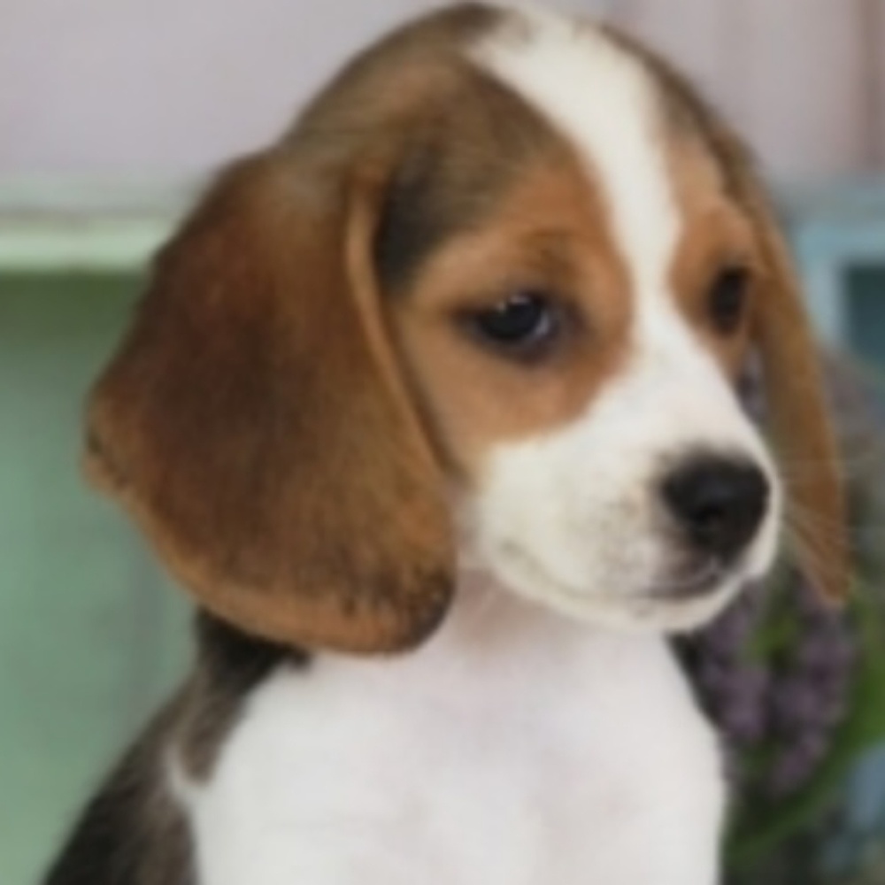 Meet your Posher, Canadianunicorn